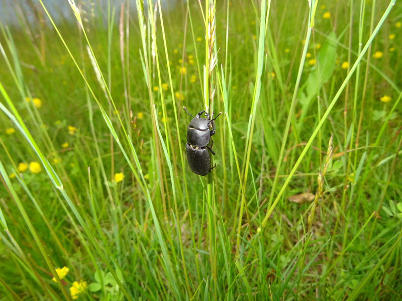 Dorcus parallelipipedus - Lucanidae